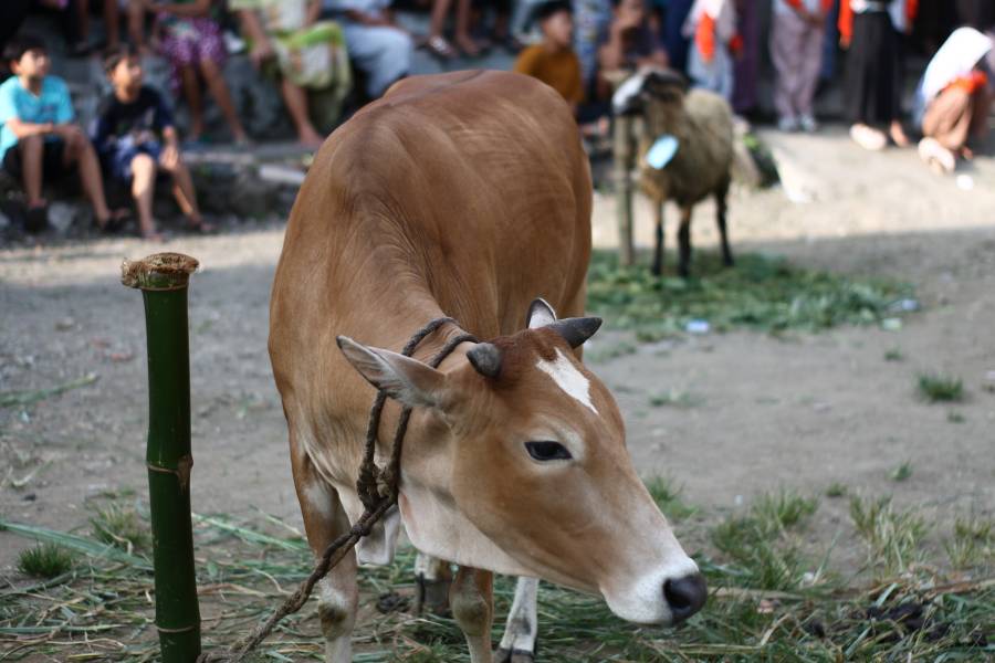 Kegiatan Qurban di Yayasan Muhammad Airell Fikri Brebes